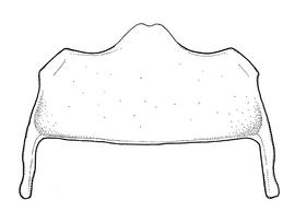   Anthidium atripes  male, diagram showing ventral view of sixth sternum (S6), diagram from Gonzalez and Griswold 2013 
